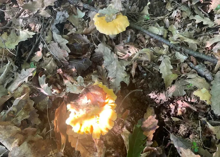 Etno Selo Rasinski Lug Apartman